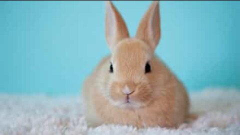 Ce lapin aime jouer avec un lapin... en peluche