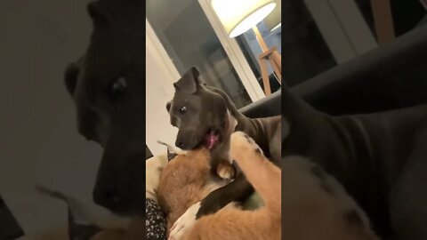 Simba & Shiva Rough Play