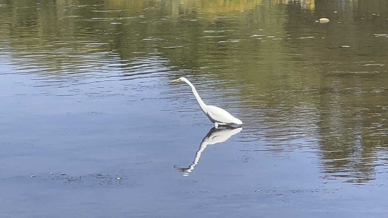 White Egrets so graceful