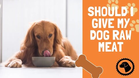 Serve it Raw: Should I give my dog Raw Meat | DOG BLOG 🐶 #BrooklynsCorner