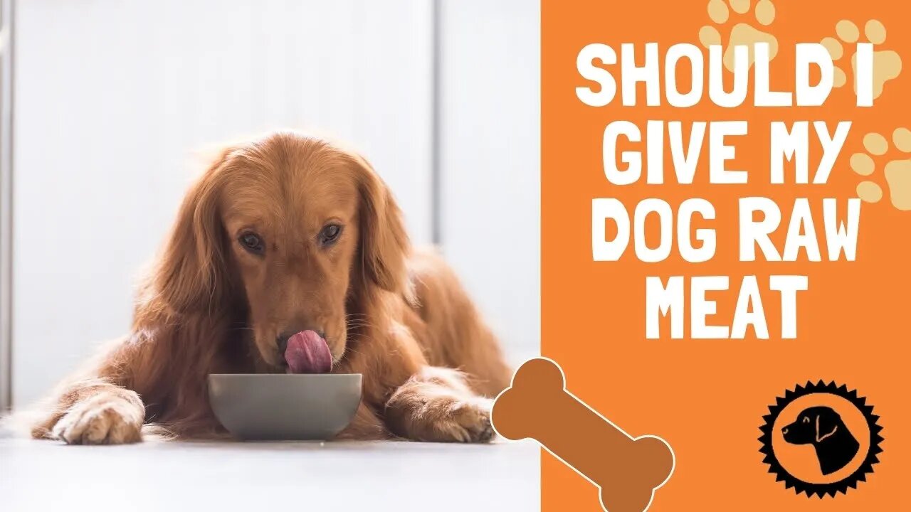 Serve it Raw: Should I give my dog Raw Meat | DOG BLOG 🐶 #BrooklynsCorner
