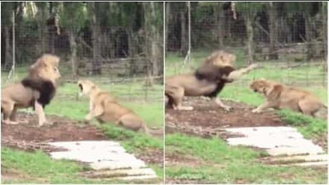 Scène de ménage entre un couple de lions