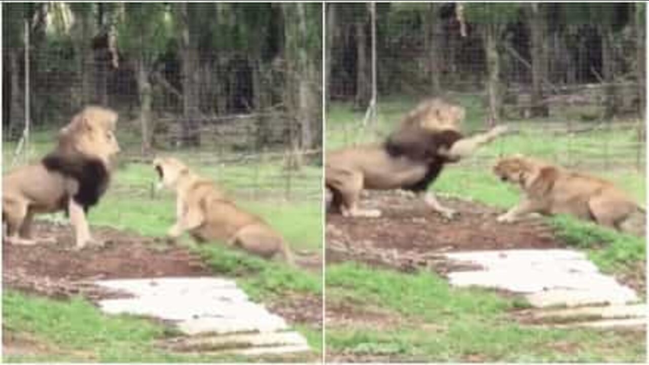 Scène de ménage entre un couple de lions