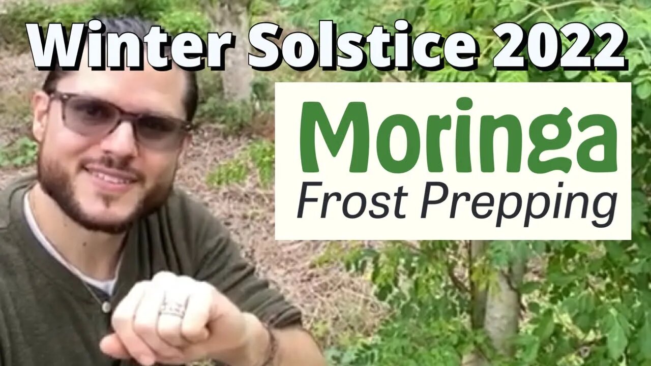 Grow Moringa Frost Prepping & Harvesting Orchard | Solstice 2022 Post Hurricane & Storm Season VLOG