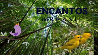 🐦🐦O CANTO DO CANÁRIO DA TERRA #3🐦🐦