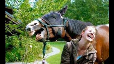 Funny Horse To Help A Woman