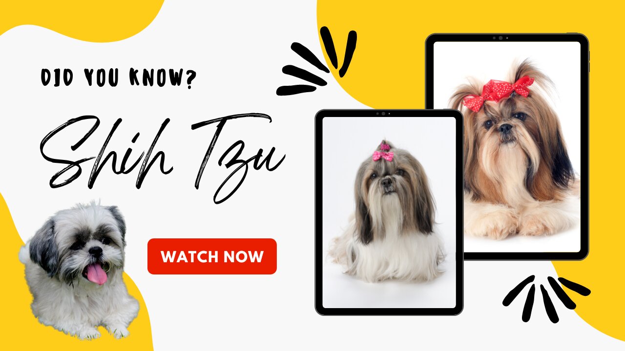 Fluffy Ball Shih Tzu! Did you know? #shihtzu #shitzu #shihtzuworld