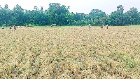 তপ্ত রোদেও কৃষকের মুখে হাসি