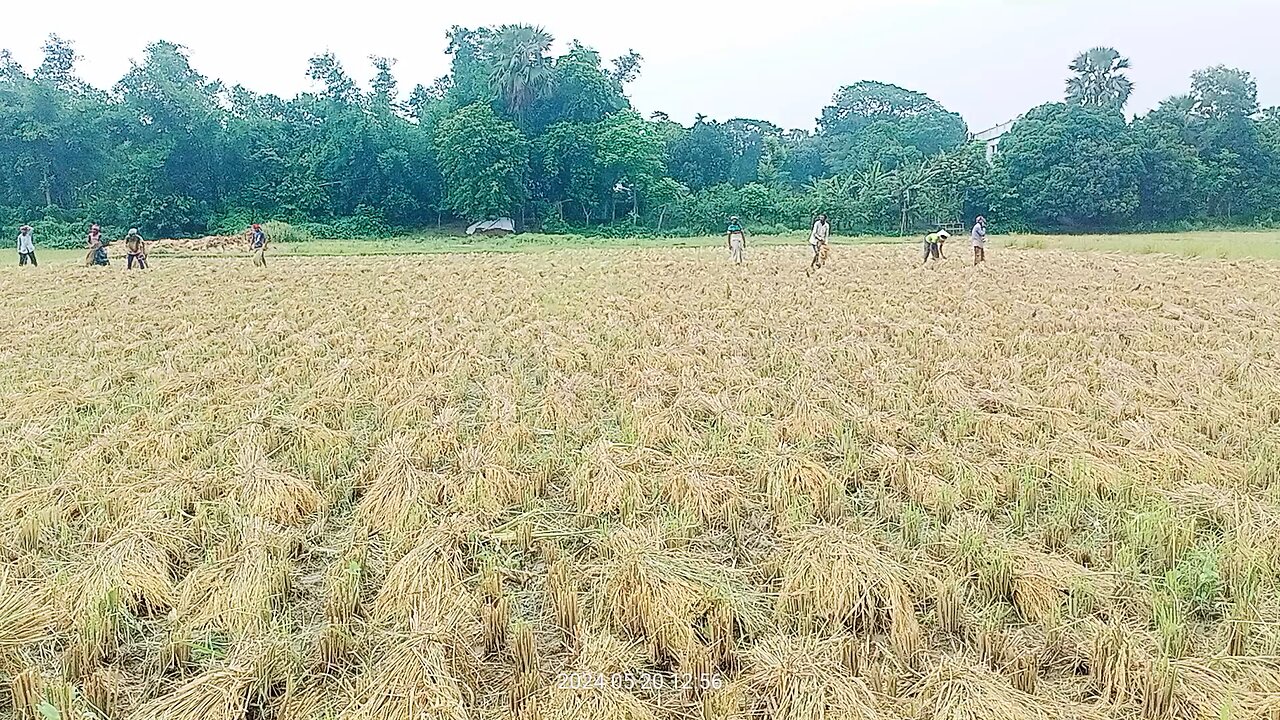 তপ্ত রোদেও কৃষকের মুখে হাসি