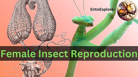Introduction to Insect Morphology/Anatomy - Part 25 - Queen Bee Reproductive Organs
