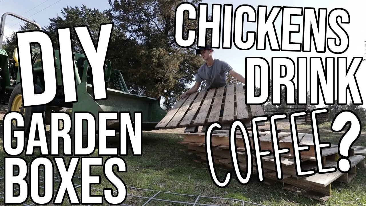 WHAT HAPPENS WHEN CHICKENS DRINK COFFEE?!?!?/ DIY Garden Boxes/ Saturday Work Day on the Farm!