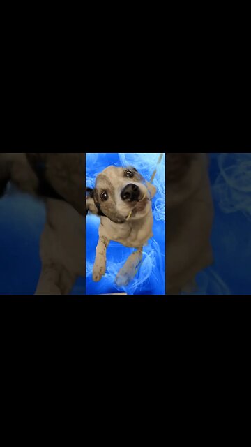 Ritsie loves her noodles🤣 #dogphotography