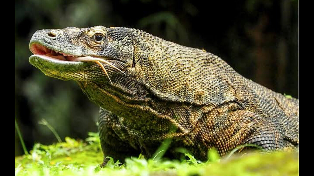 Alcoholic conspiracy uncle finds king of lizard people