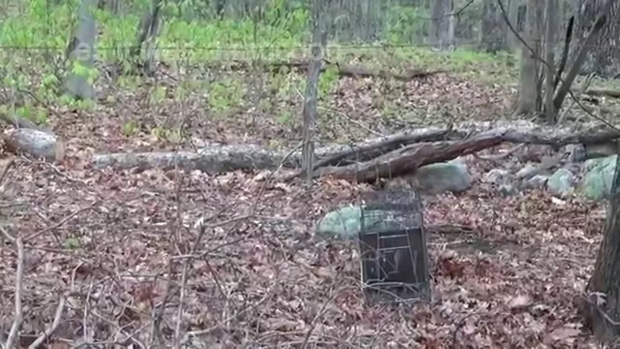 Raccoon Wreaking Havoc At The Off Grid Homestead