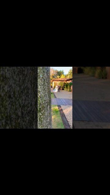 CHEGOU A ESTRELA DO DIA #shorts #casamento #festadecasamento #noiva