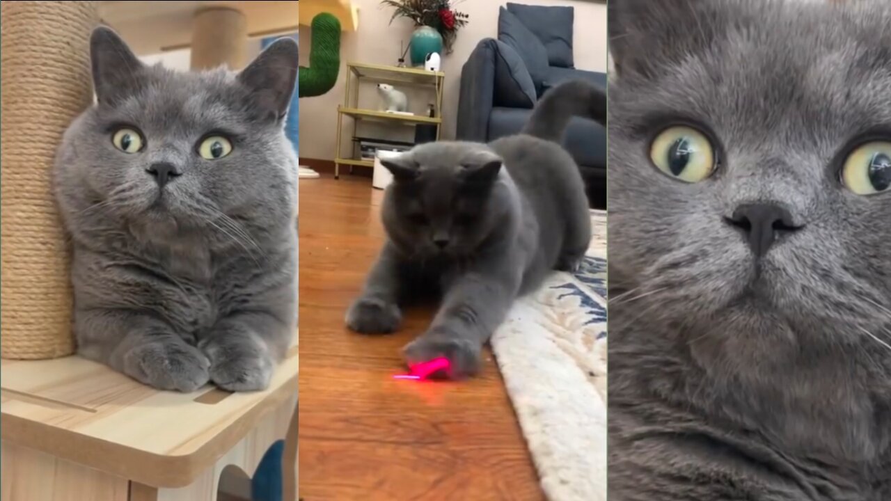 Cat funny video