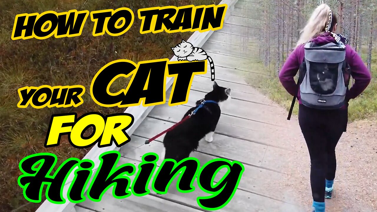 Cat Training 🐈😍 Go Hiking with your cat 🔥 How to Train your Cat for hikes #Catmiao🐈