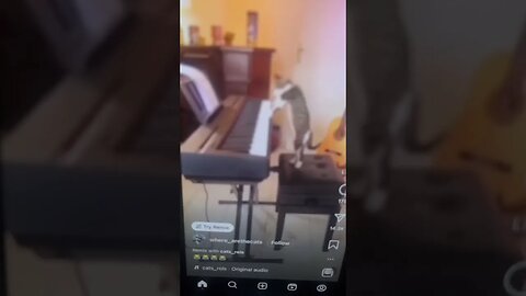 Cat playing piano 2023