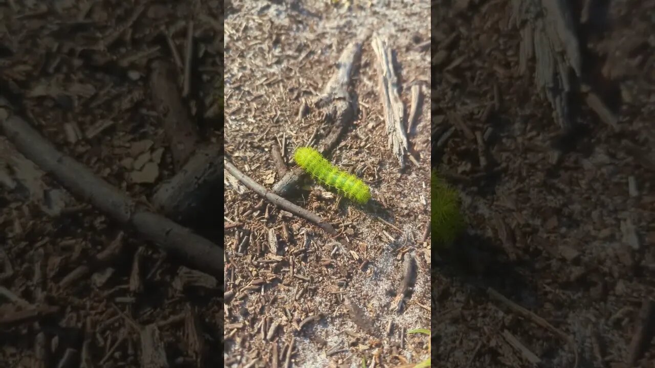 pretty caterpillar