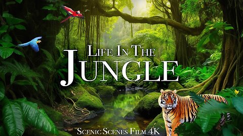 Jungle Wildlife 4K - Animals That Call The Jungle Home | Rainforest | Scenic Relaxation Film