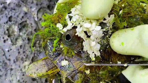 Sea turtle become kings of prey after removing millions of sea creatures and barnacles on shell-12