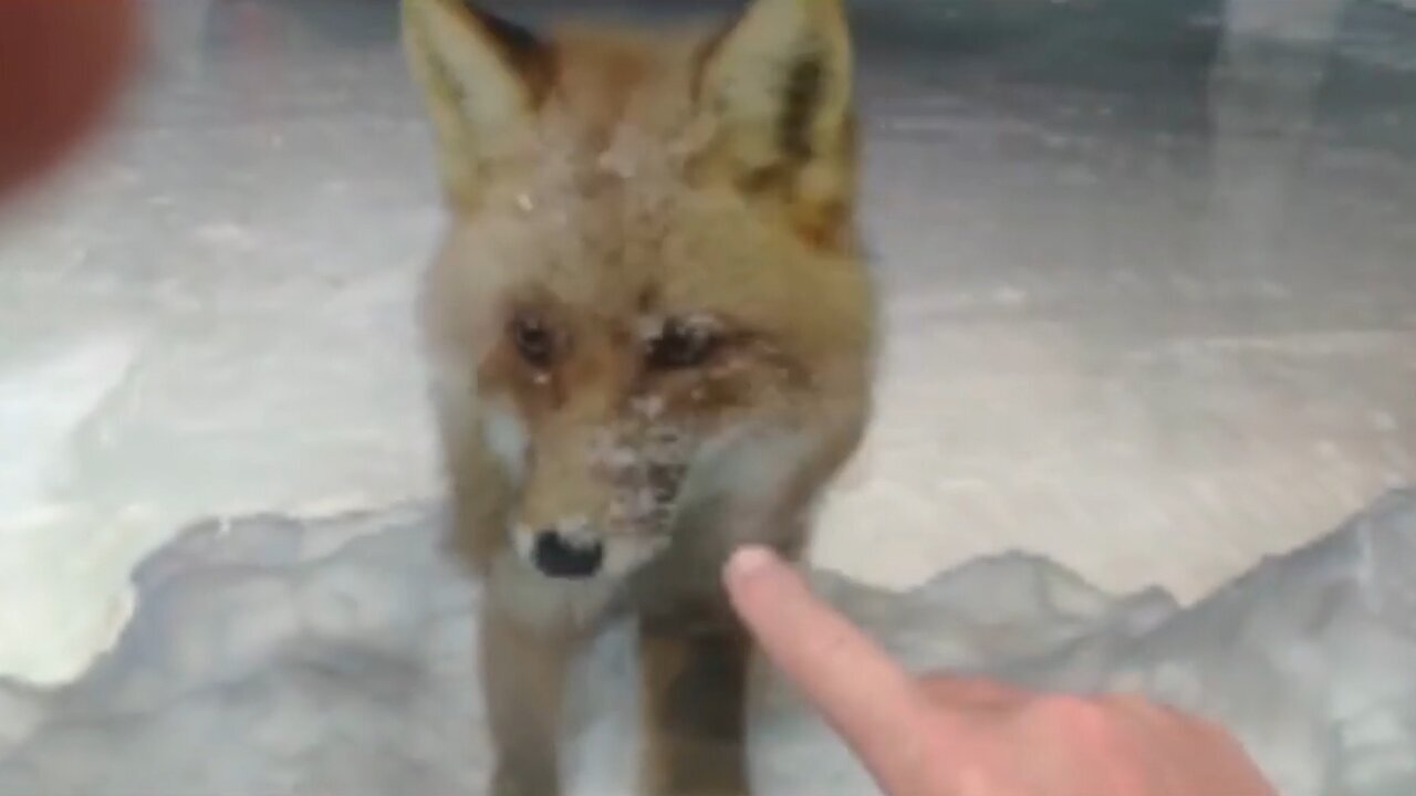 Super friendly fox makes friends with person behind window