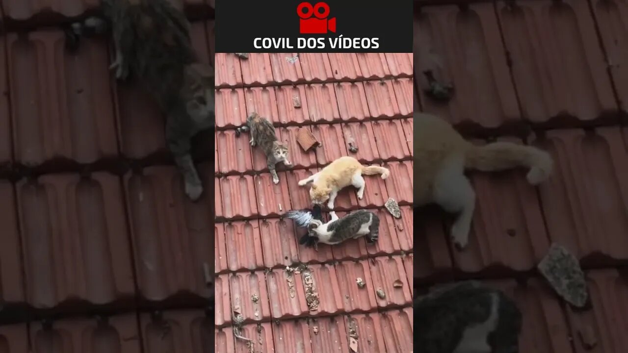 deu treta no telhado