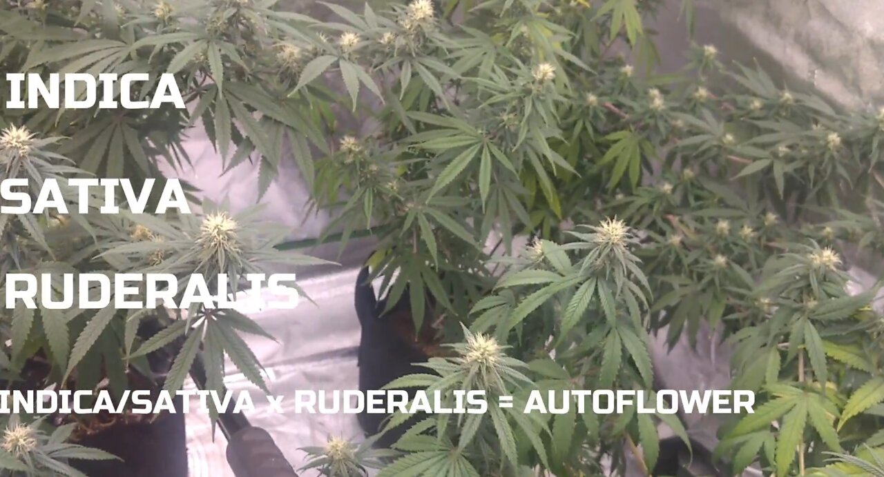 Autoflowers vs Photo Period Marijuana Plants
