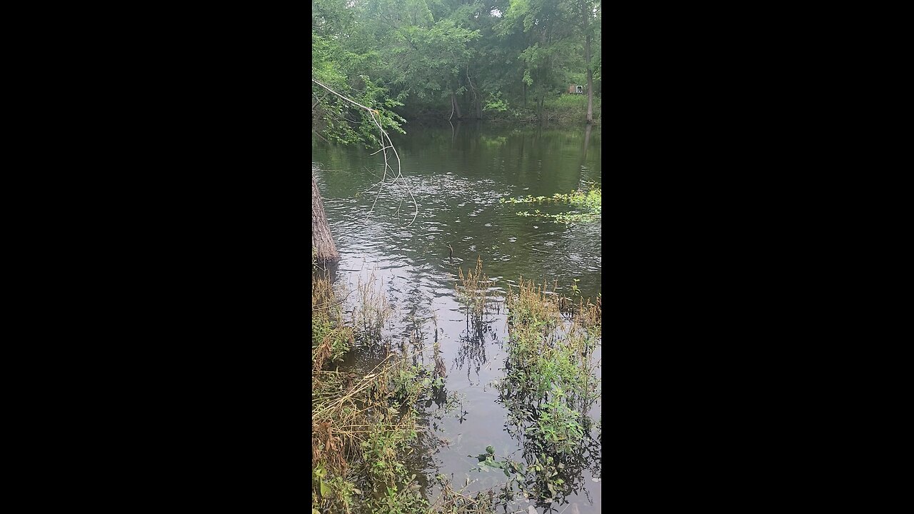 monster bluegill feeding