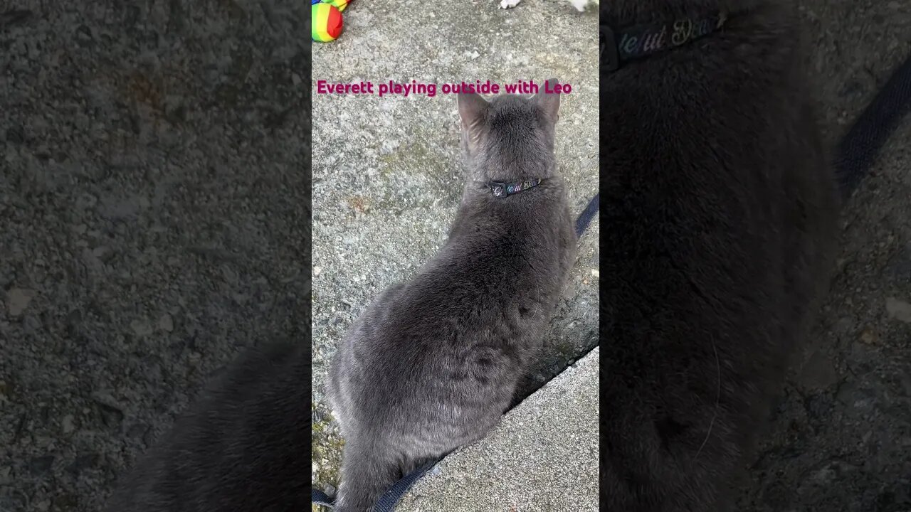 #shorts #cat #fyp #dog #nature