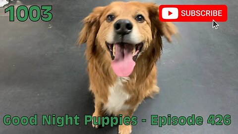 [1003] GOOD NIGHT PUPPIES - EPISODE 426 [#dogs #doggos #doggos #puppies #dogdaycare]