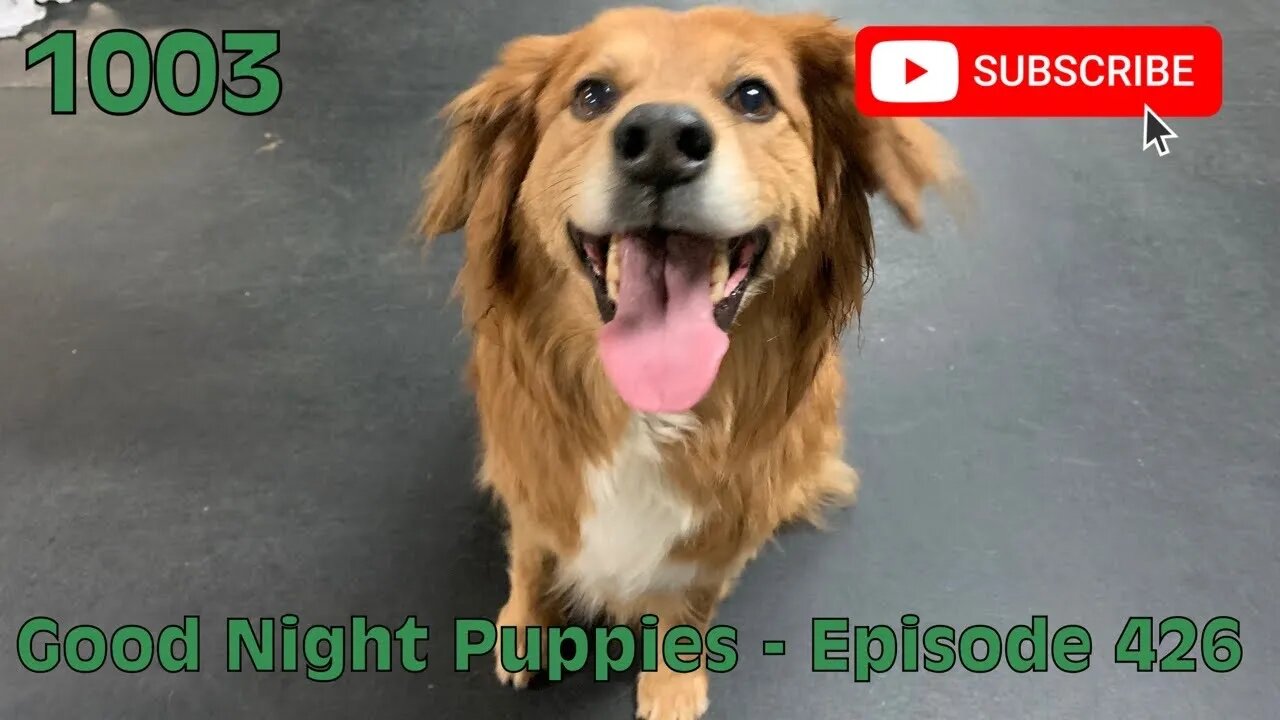 [1003] GOOD NIGHT PUPPIES - EPISODE 426 [#dogs #doggos #doggos #puppies #dogdaycare]