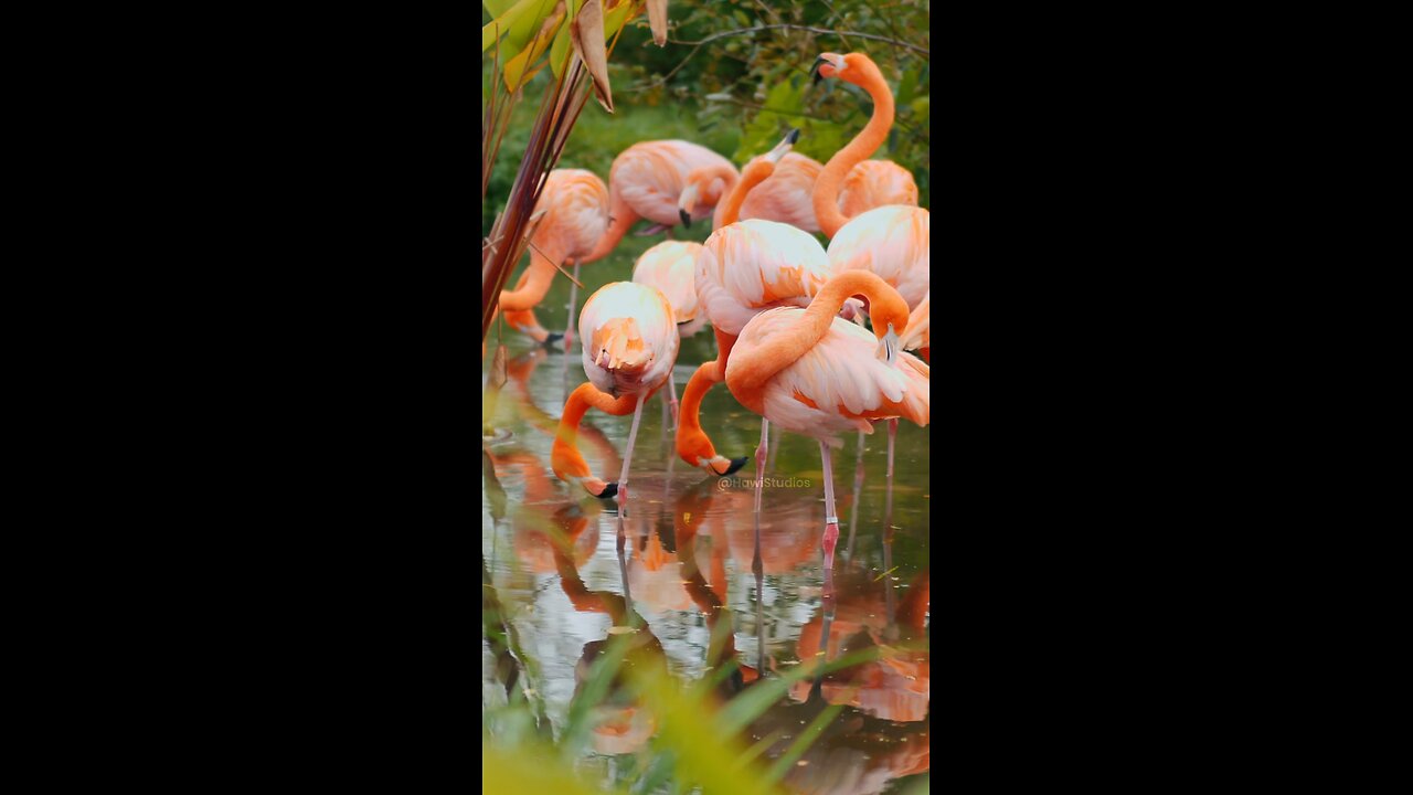 Animals