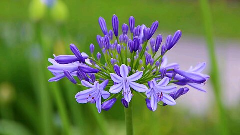 "African Lily: The Elegant Bloom of Summer The Stunning 'Flower of Love'"