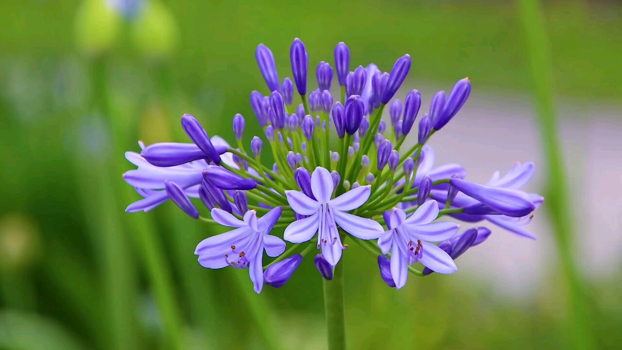 "African Lily: The Elegant Bloom of Summer The Stunning 'Flower of Love'"