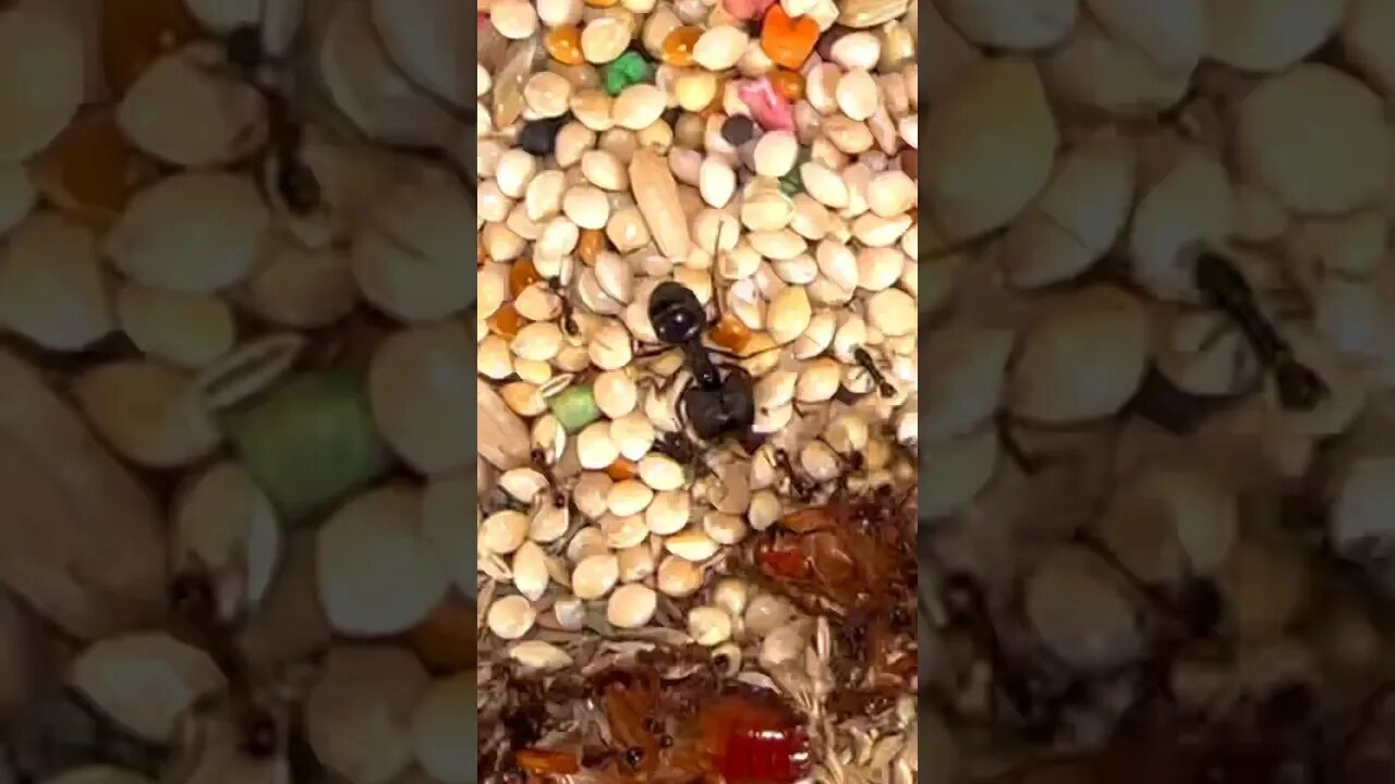 feeding my ants