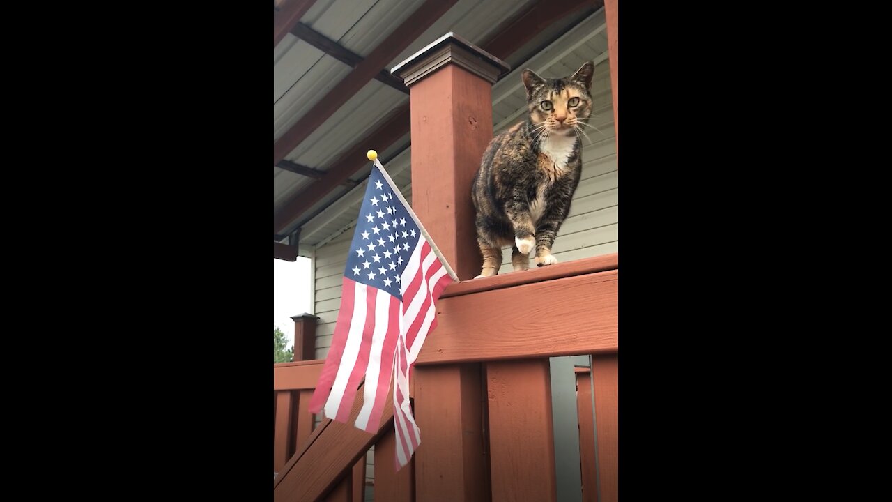 Cleo the Cat Gets a New Flag