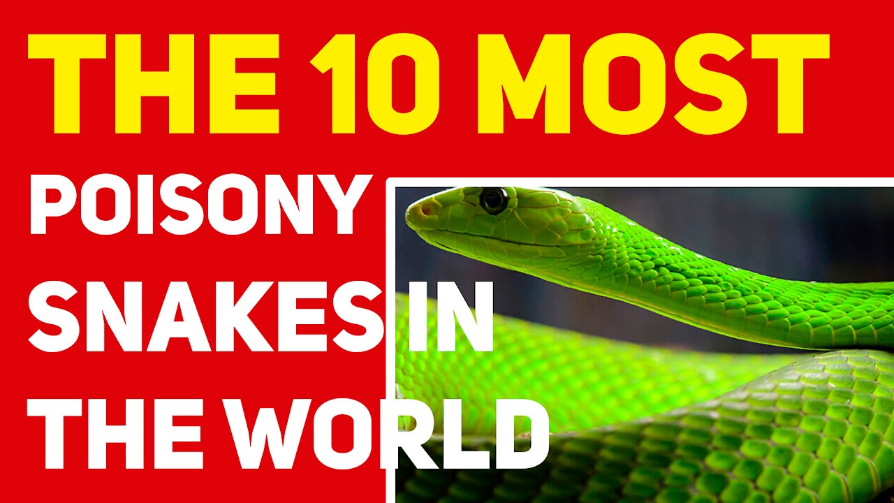 THE 10 MOST POISONY SNAKES IN THE WORLD 2021