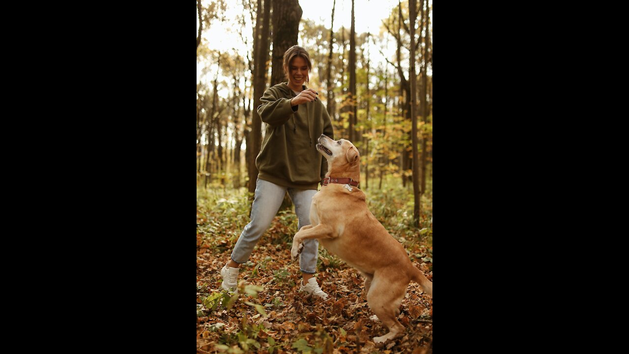 house training a dog