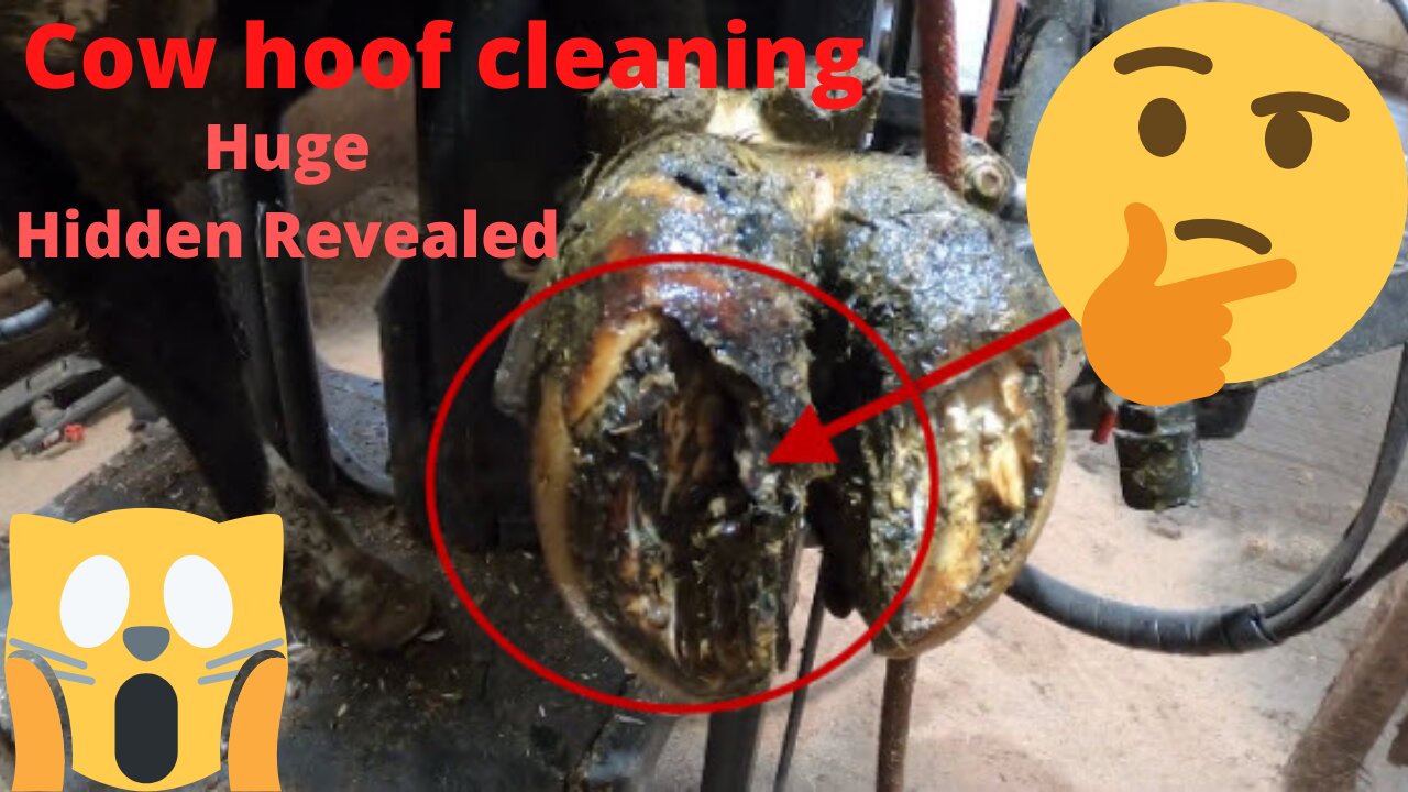 ROTTEN COWS HOOF CLEANING *HUGE HIDDEN SECRET REVEALED*