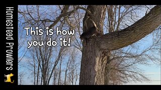 Cat Properly Climbs Down Tree and Makes PawPaw Proud