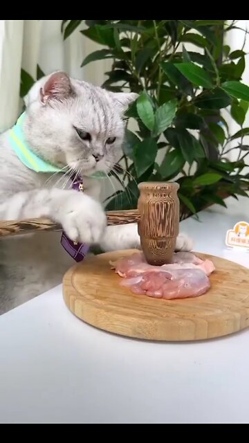 Cat make cooking | Kitty make cooking | Kitty | Cats