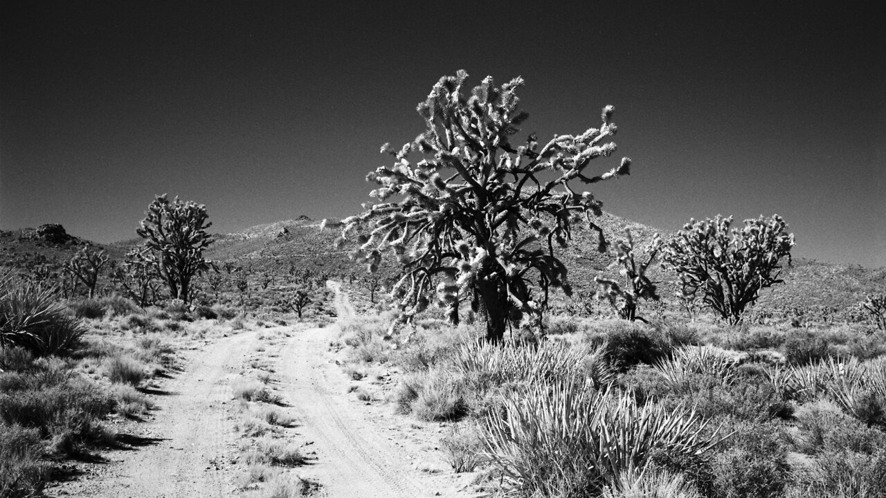 Project: Mojave Preserve 8mm Film: Old School Techniques