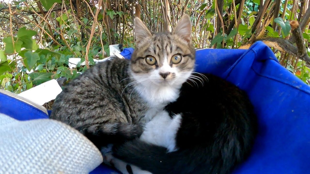 When I looked into the stray cat's house, the kitten was relaxing on my bag