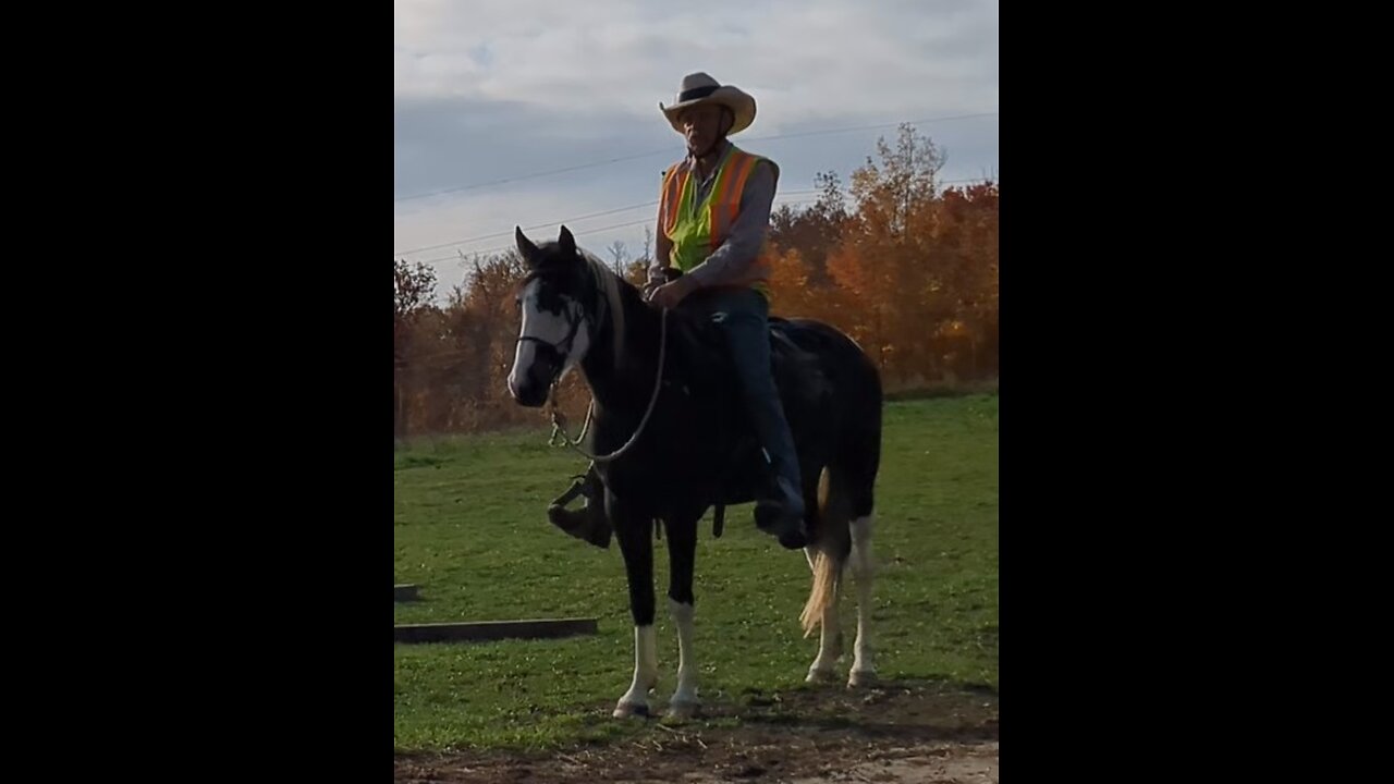 Second saddling and ride session - Rain the Spotted Saddle Horse - 27 Oct 2023