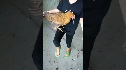 🤨Our Oldest Chicken... Sort of Dances?