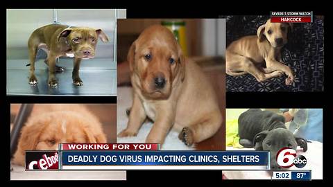 Animal shelters, clinics see 'troubling' increase in dog virus