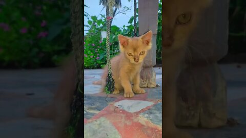 Cute Cat🐈‍⬛😘🥰#cats#cutecat#cutecatshorts#pets#cutepets#funnycats#viral#tiktok#viralvideo#funnycats