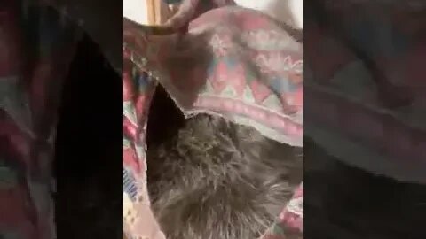 #raccoons #raccoon #viral #fyp #shorts #short #reels #reel #funny #nature #funnymoments #funnyracoon