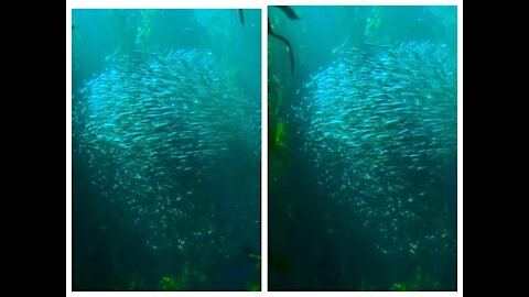 Beatiful school of fish